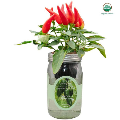 Sweetie Cherry Tomato Mason Jar Hydroponic Herb Kit with Organic Seeds, Gardening Gift