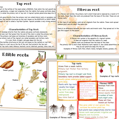Garden unit study, Roots  anatomy, seed anatomy, soil layers, roots montessori 3 part cards, types of soil,germination activity, spring unit