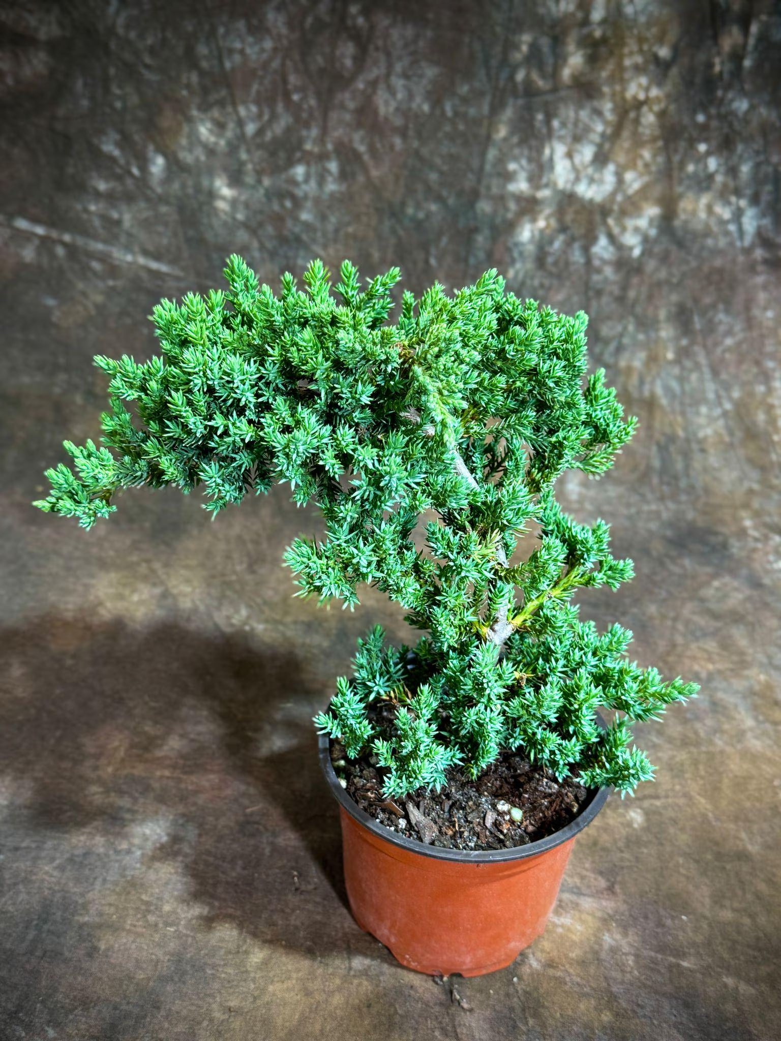Juniper Procumbens Live Bonsai Tree 4” Grow Pot- Small Bonsai Plant - Plant Lover Gift- Indoor Outdoors Lucky Unique Housewarming Gift Plant