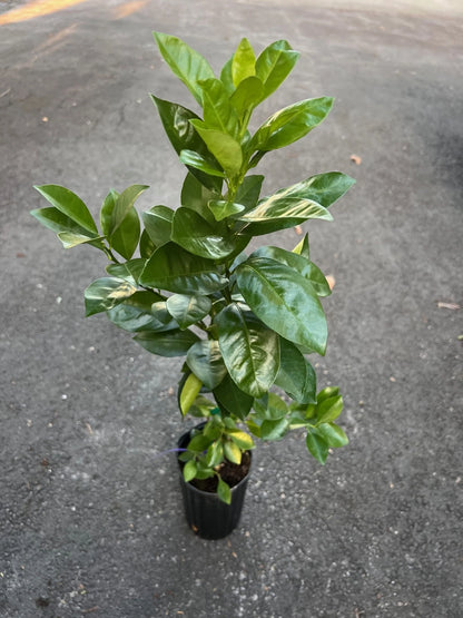 Sunburst Tangerine Tree in half Gallon Pot, Grafted,  Florida Shipping Only