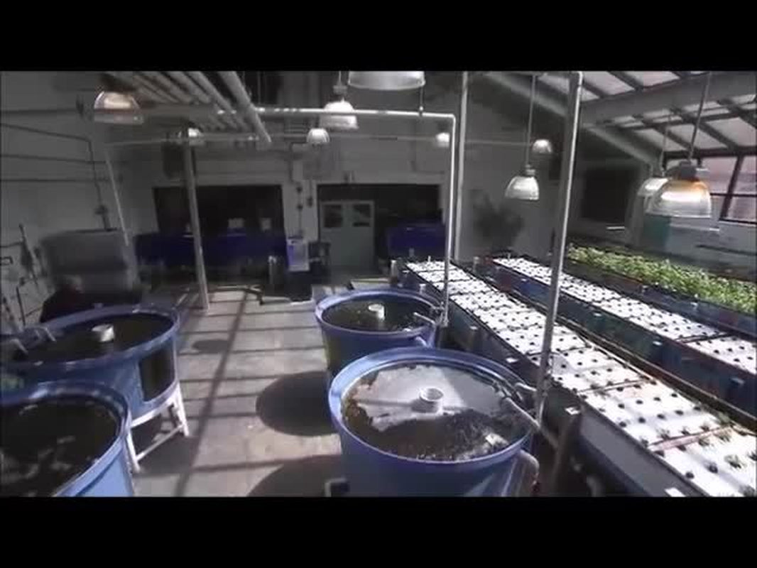 Hydroponics Aquaponics, Aquaculture Soilless Growth Raising Plants Fish DVD V66