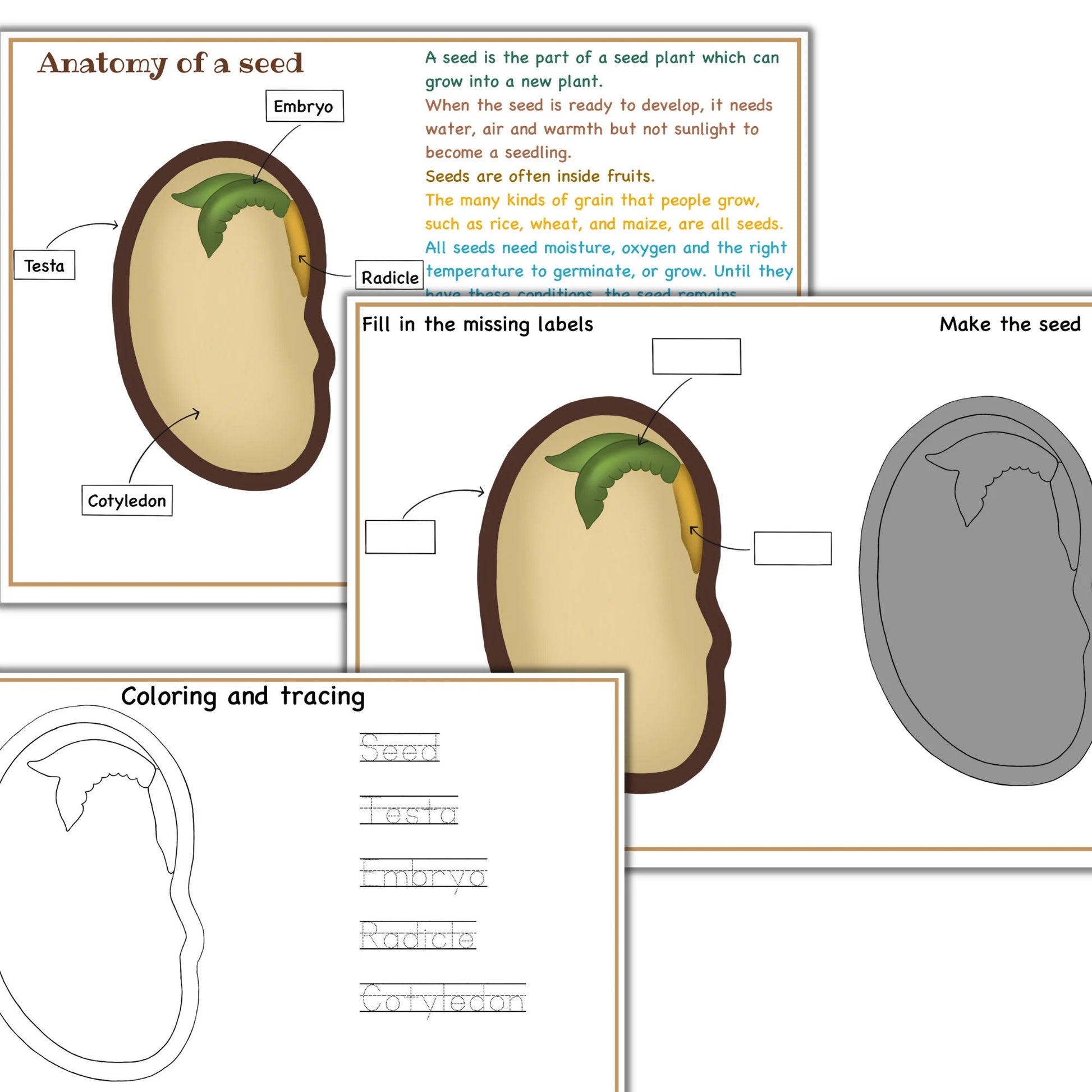 Garden unit study, Roots  anatomy, seed anatomy, soil layers, roots montessori 3 part cards, types of soil,germination activity, spring unit