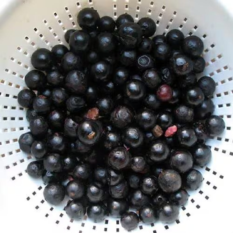 Jabuticaba Fruit Tree Plant - 6" Pot - Myrciaria -Tree That Fruits On It's Trunk