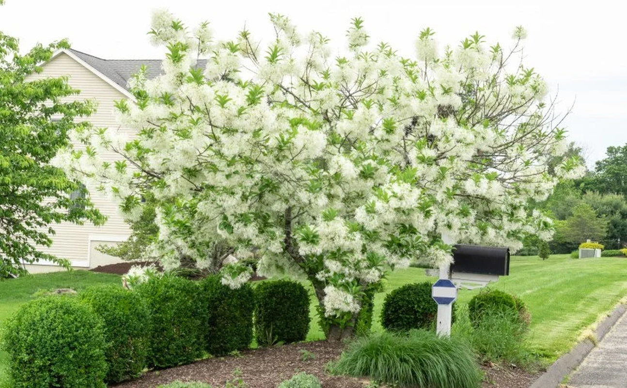 White Fringe tree qt. pot Grancy Graybeard Chionanthus virginicus