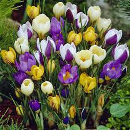 Crocus, Crocus Species Mix Bulbs, Yellow, White, Lavender and Purple, Heirloom, Country Creek Acres