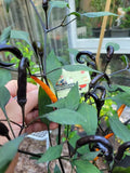 RARE Thai HALLOWEEN Chili Pepper Seeds Zombie Fingers Reaching Upwards 100,000+ Scoville Unique Creek Homestead Rare Exotic Chili Peppers