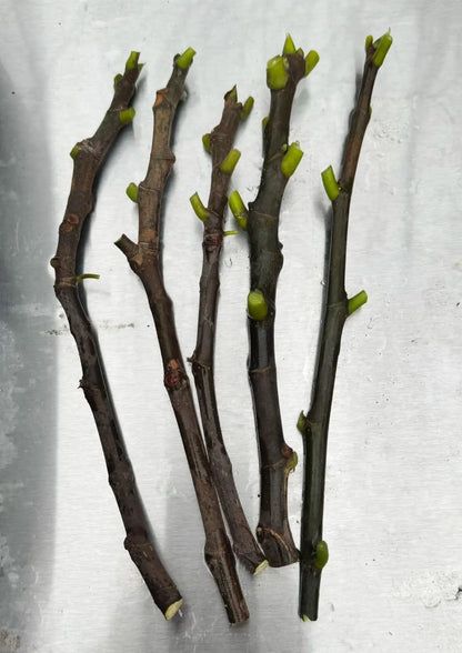 FIG Cuttings not rooted - Multiple varieties