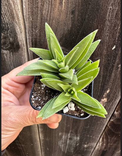 2” Crassula Capitella Subsp. thrysiflora (Red Pagoda) Succulent Plant - SEE 2nd and 3rd pic