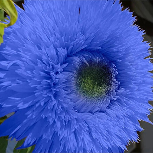 50Pcs Blue Teddy Bear Sunflower Seeds | Stunning Annual Blooms for Your Garden | Non-Gmo Heirloom Garden | Easy Grow | Great Gardening Gifts