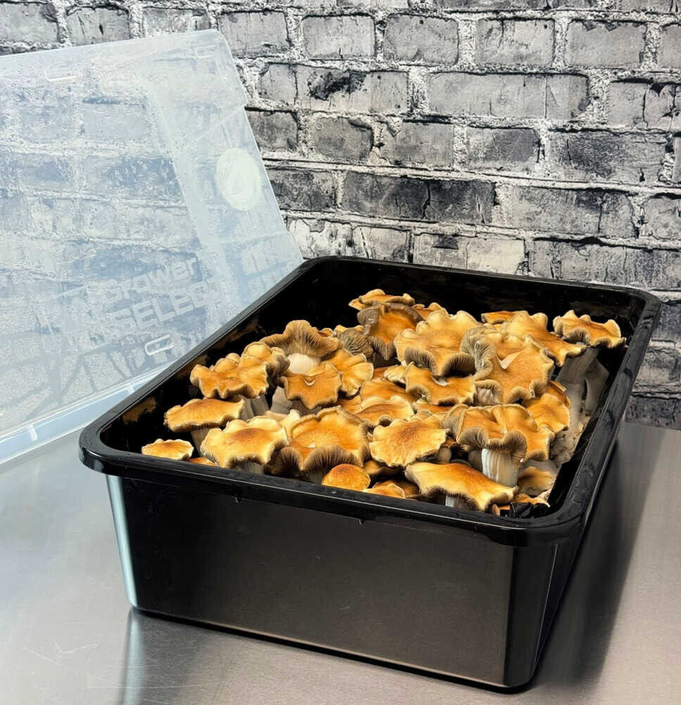 Premium 5-Grain Mushroom Spawn Bags | Sterilized Grain Bags | Injection Ports