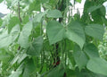 2 green beans plants in a 4