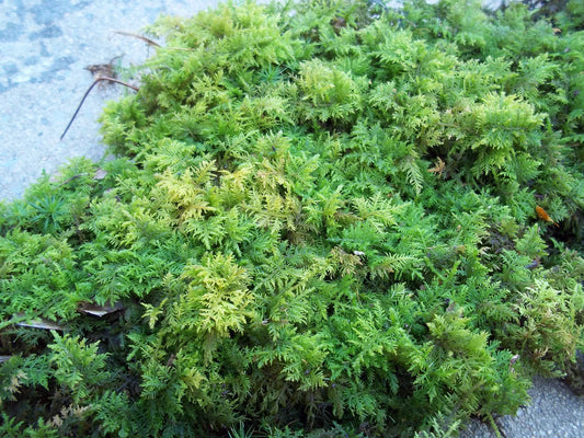 Fern Moss 1 Quart Live Fresh Terrarium Vivarium Bonsai Reptile Fairy Garden Crafts - Thiudium delicatulum