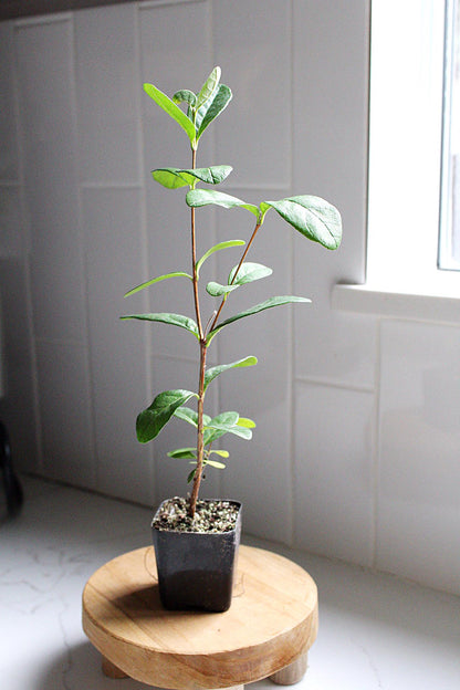 Pineapple Guava Plant Tropical Evergreen Shrub Edible Fruit Garden Plant Flowering Plant Edible Landscaping Live Plant Starter Plant Potted