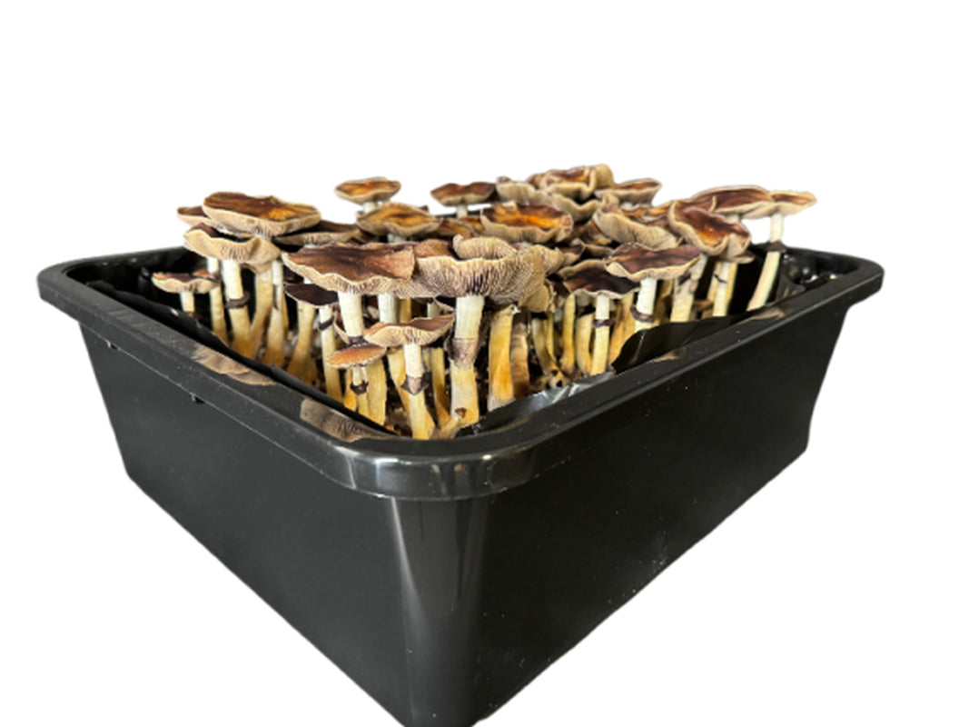 Premium 5-Grain Mushroom Spawn Bags | Sterilized Grain Bags | Injection Ports