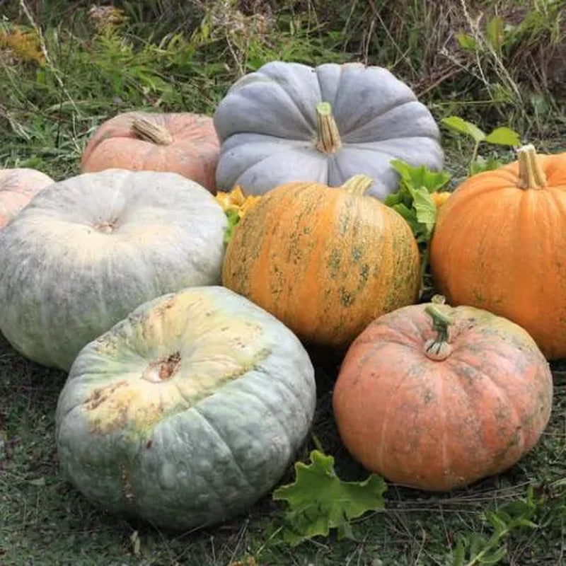 Rainbow Blend of Colorful Pumpkin Seeds: 10+ Uncommon Varieties (50+ Seeds)