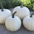 Black And White Pumpkin, Open Pollinated Seed Mix: Mountain River Seed Exclusive - Unique Pumpkins for Halloween Decor and Fall Displays!