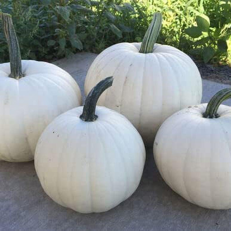 Black And White Pumpkin, Open Pollinated Seed Mix: Mountain River Seed Exclusive - Unique Pumpkins for Halloween Decor and Fall Displays!