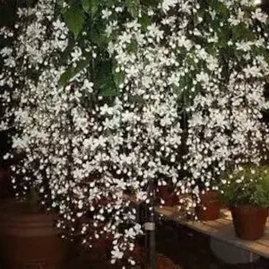 Clerodendrum Light Bulb Starter plant 4" Nursery Growing Pot Super Hard To Find and Beautiful Ships No Pot HUGE Bee & Butterfly Plant*