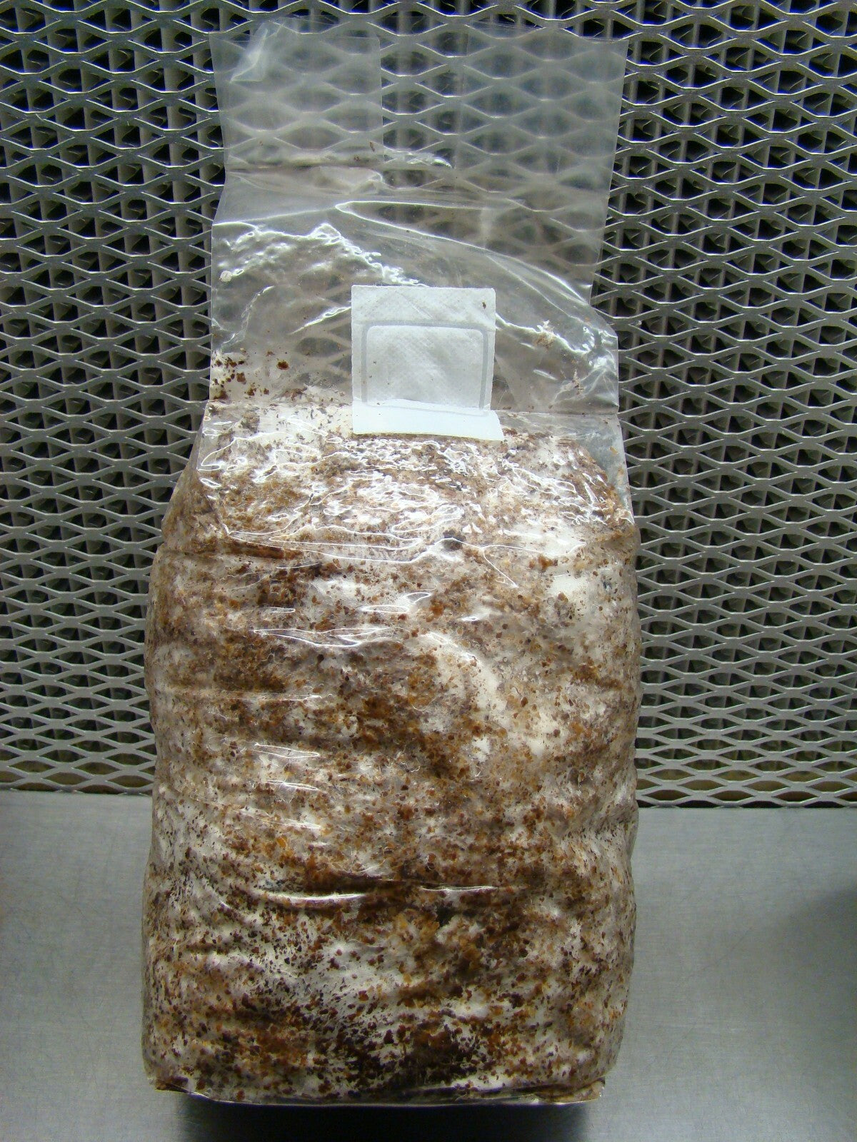 Lion's Mane Mushroom Grow Kit  (H. erinaceus) - 5 LB - Ready to Fruit