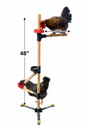Freestanding Chicken Perch