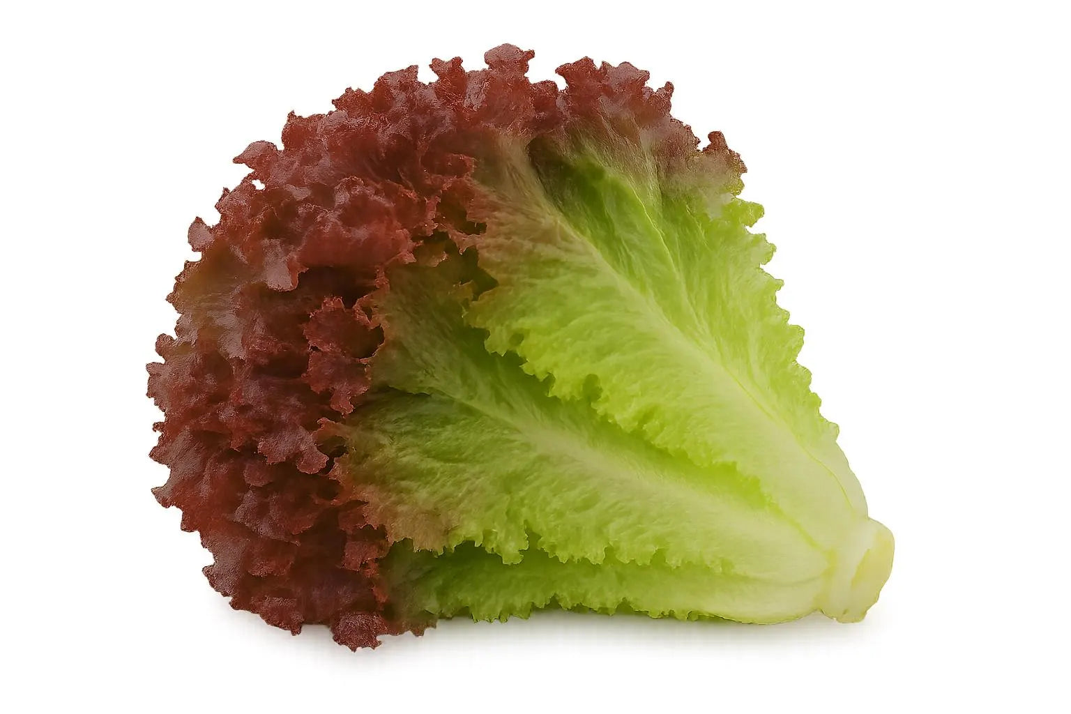 Lettuce Bundle: Ready-to-plant seedlings, Starts, Plugs, Garden ready, Live plants, Transplants, Pre-sprouted, For soil & hydroponic gardens