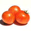 Tiny Tiger Tomato Seeds: Micro Dwarf, Sweet Red Stripe