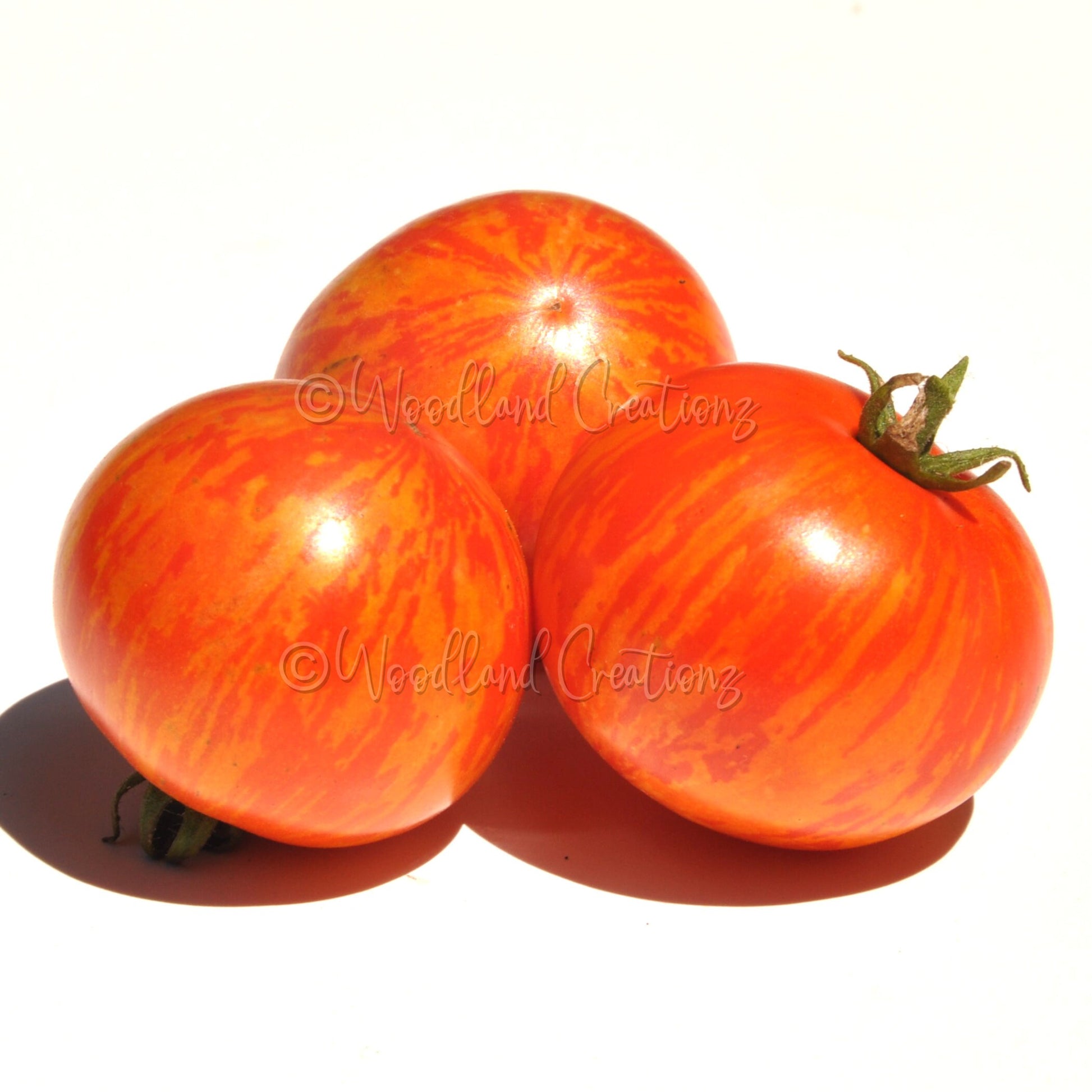 Tiny Tiger Tomato Seeds: Micro Dwarf, Sweet Red Stripe
