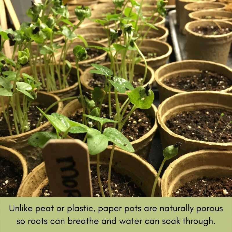 Picklers, Canners & Salsa Grow Kit | 500 Seeds, 20 Varieties + 60 Organic EcoPaper Seed Pots | Non-GMO, Resealable Bags, Peat-Alternative