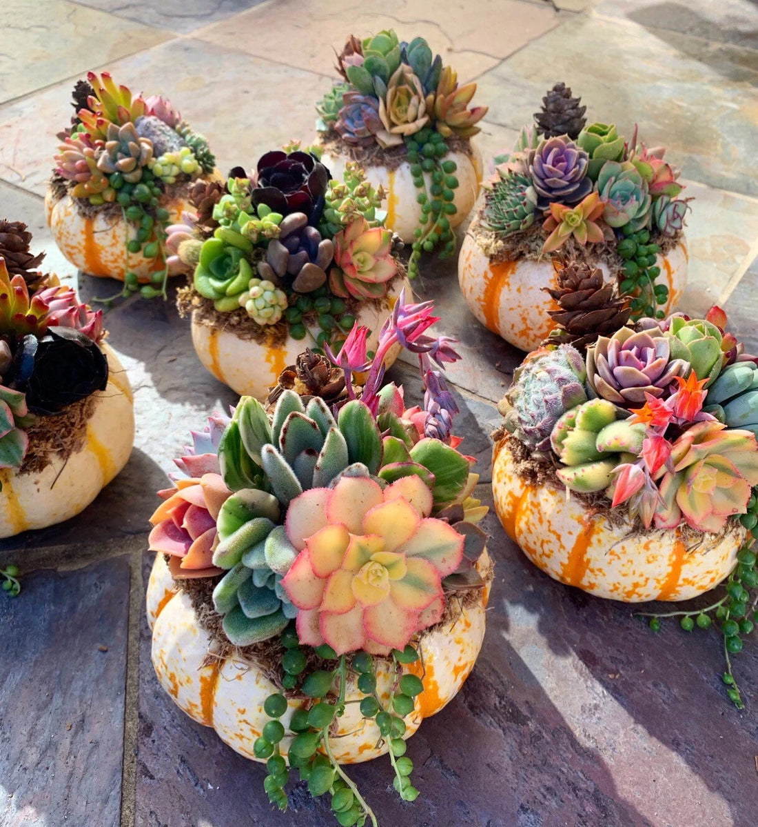 Succulent Pumpkin Tiger Striped Fall / Autumn Decor / Real Pumpkin & Succulents