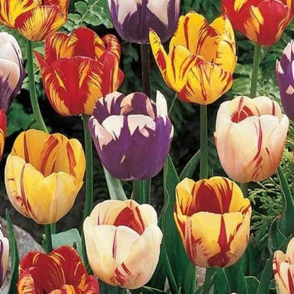 Tulip Bulbs, Rembrandt Mixed Tulip Flower Bulbs ,  Fall Planting for Spring Blooms COOL BEANS N SPROUTS