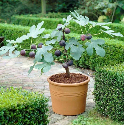 Fresh Celeste Fig Cuttings: Sweet Southern Heirloom Variety