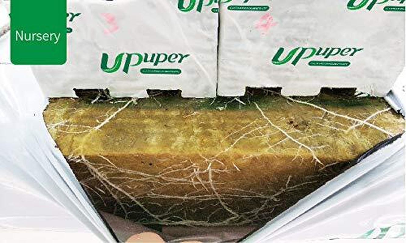 Premium Hydroponic Rockwool Grow Cubes Rapid Plant Growth Root Development Large