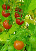 Everglades Tomato Seeds Florida Grown