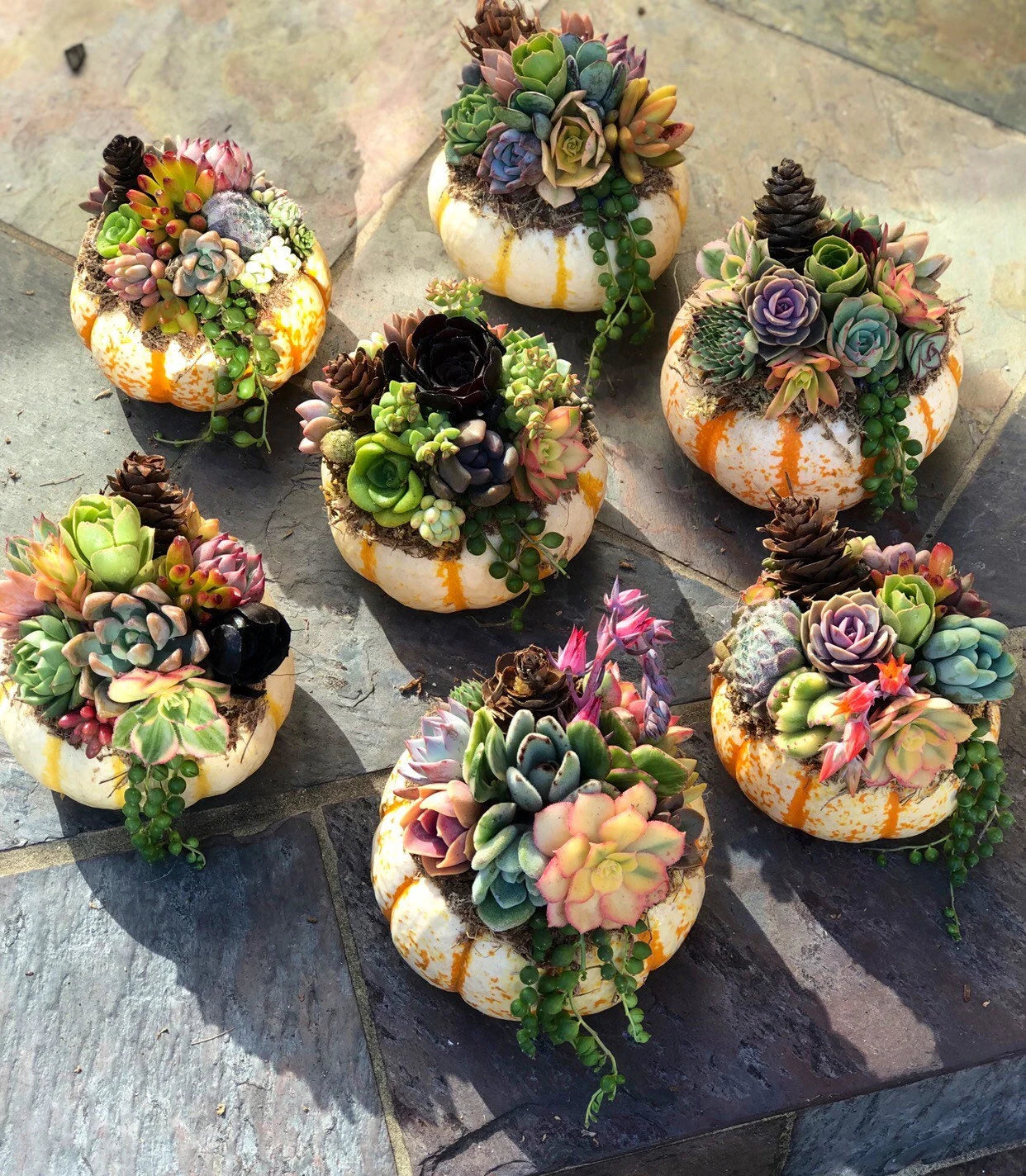 Succulent Pumpkin Tiger Striped Fall / Autumn Decor / Real Pumpkin & Succulents