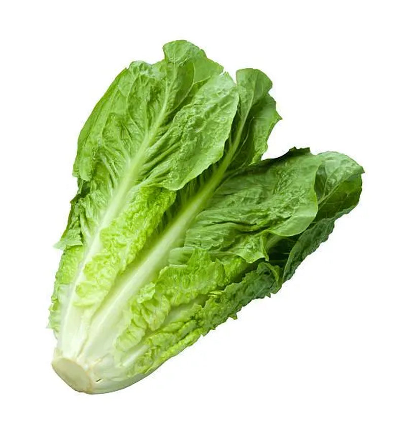 Lettuce Bundle: Ready-to-plant seedlings, Starts, Plugs, Garden ready, Live plants, Transplants, Pre-sprouted, For soil & hydroponic gardens