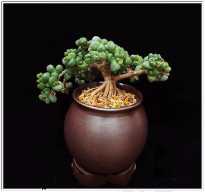 Rare Succulent: Cool beautiful succulent Astridia velutina string  live plant houseplant bonsai favorite NO POT
