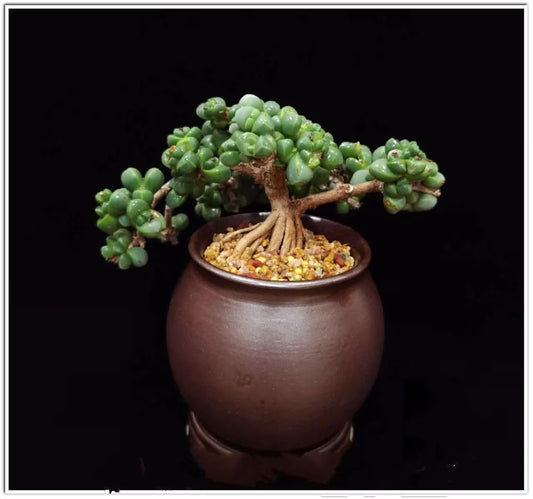 Rare Succulent: Cool beautiful succulent Astridia velutina string  live plant houseplant bonsai favorite NO POT