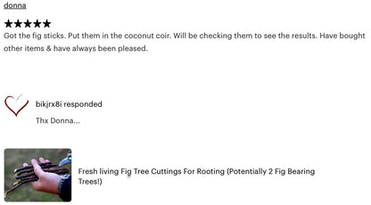 Fresh Celeste Fig Cuttings: Sweet Southern Heirloom Variety