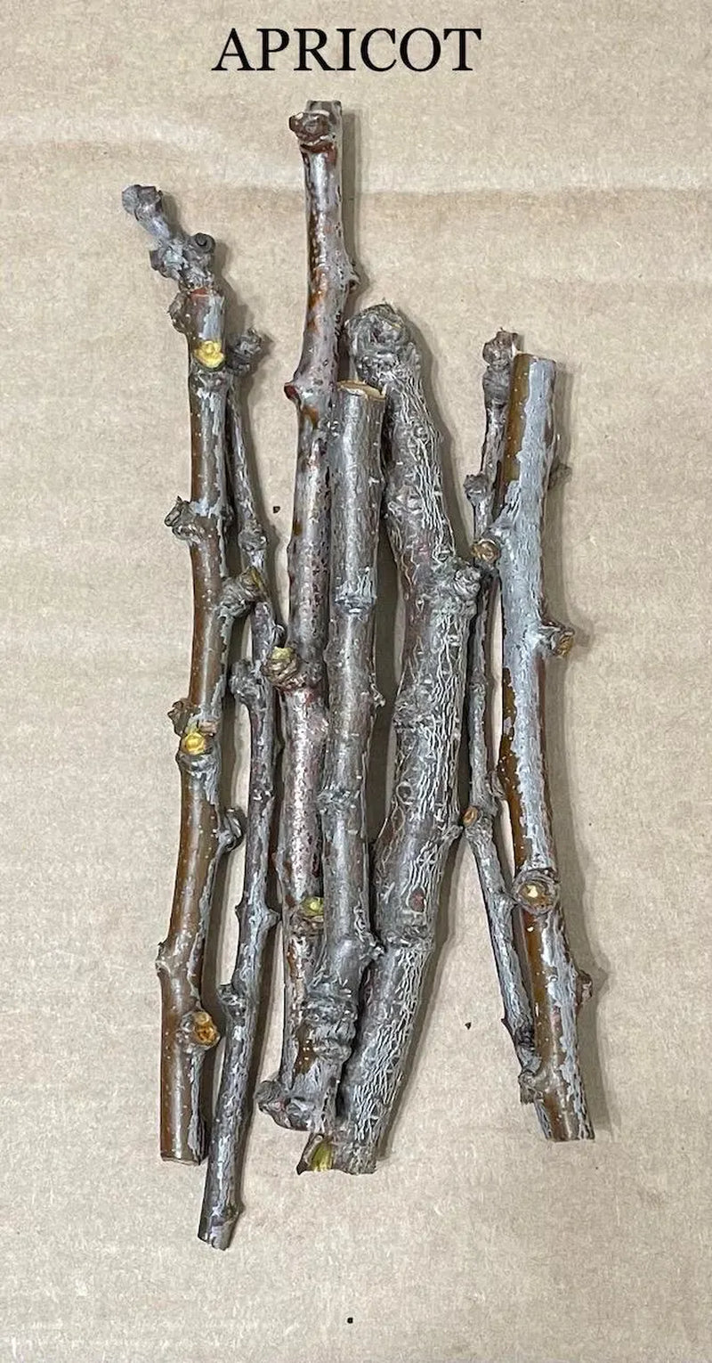 APRICOT TREE CUTTINGS [Rooting/Grafting]