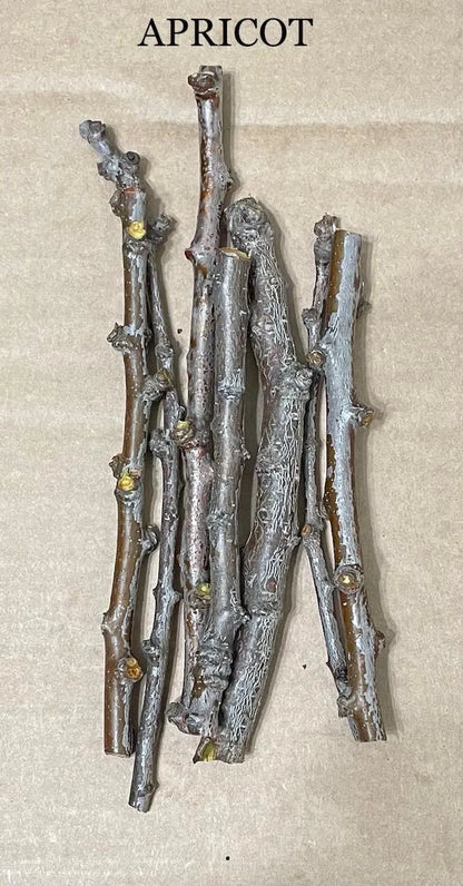 APRICOT TREE CUTTINGS [Rooting/Grafting]