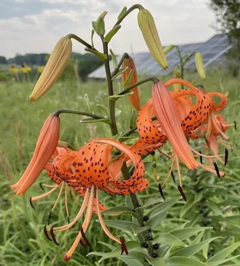 Tiger Lily Bulbs - Lilium lancifolium - Orange flowers with reflexed petals & black spotting - 4ft tall Plants - Hardy Perennial - Zones 3-9