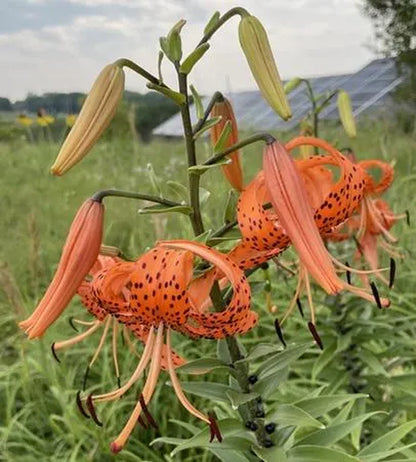 Tiger Lily Bulbs - Lilium lancifolium - Orange flowers with reflexed petals & black spotting - 4ft tall Plants - Hardy Perennial - Zones 3-9