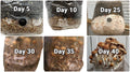 Myco Labs All in One Mushroom Grow Kit in a Bag (4 Lbs)