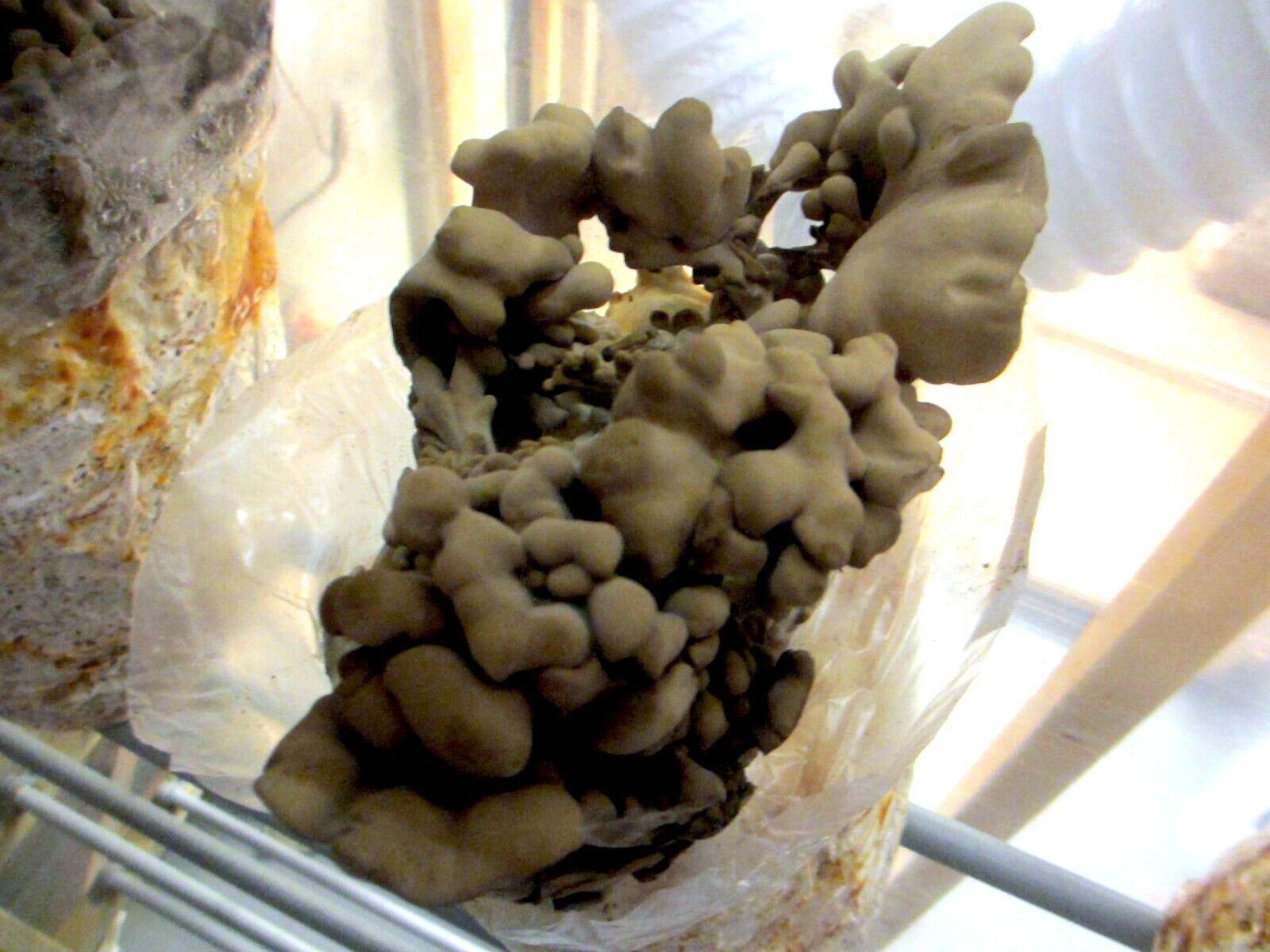 Maitake / Hen of the Woods Mushroom Grow Kit  - 5 LB - Ready to Fruit