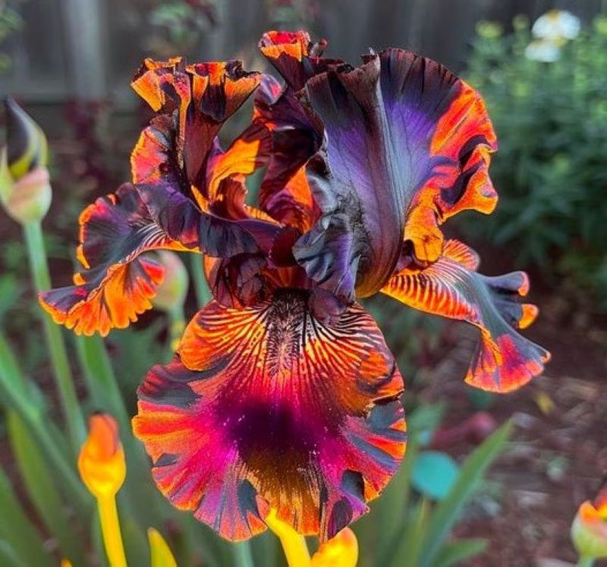 50 Firestorm Iris Seeds Flower Plant (much less money than bulbs) - FRESH SEEDS - Limited Supply - Order Soon - Thank You