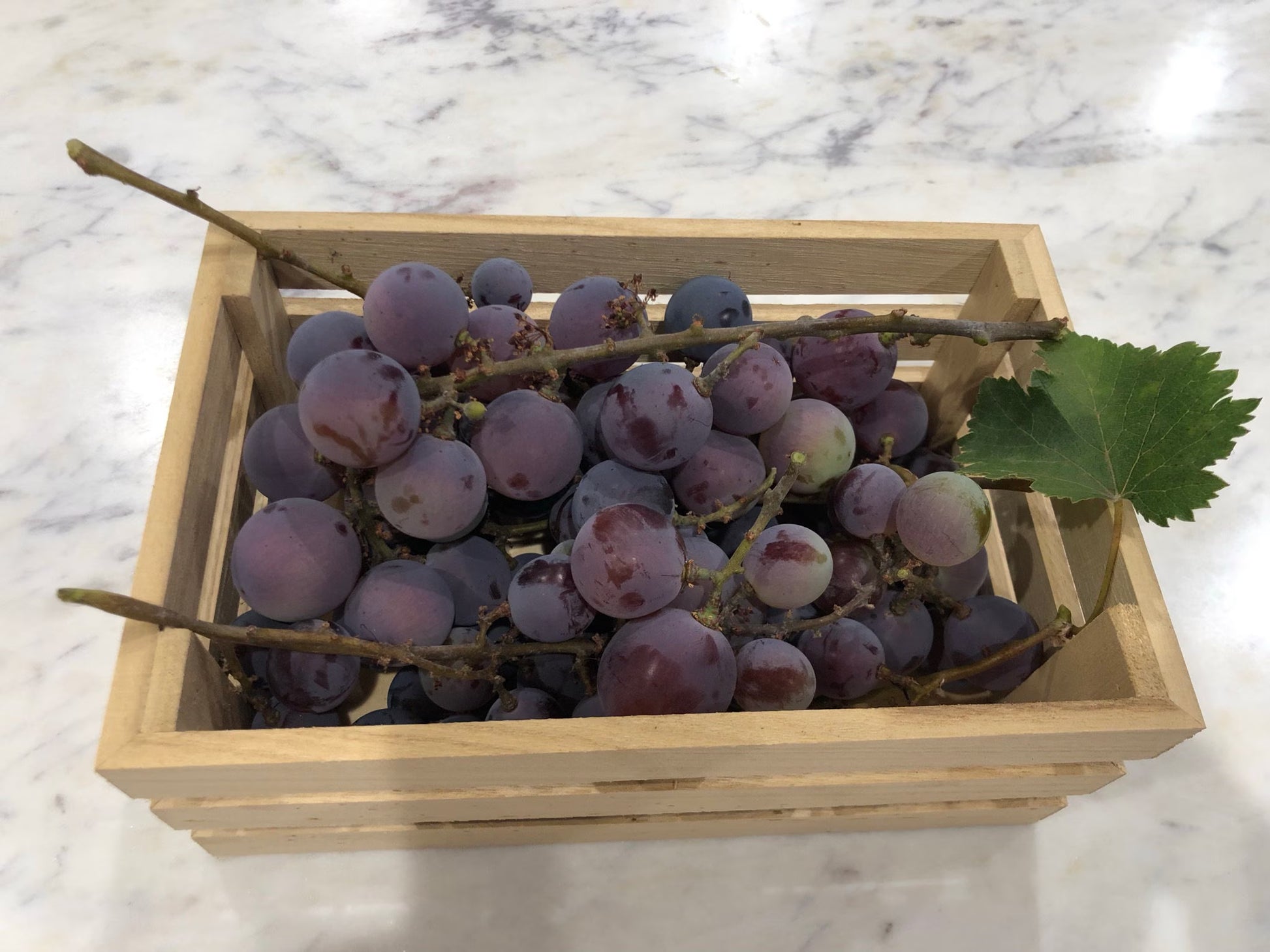 2 Organic Purple Kyoho Grape Vine cuttings for propagation