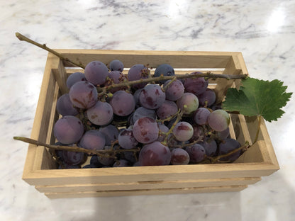 2 Organic Purple Kyoho Grape Vine cuttings for propagation