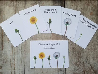Dandelion Nature Study