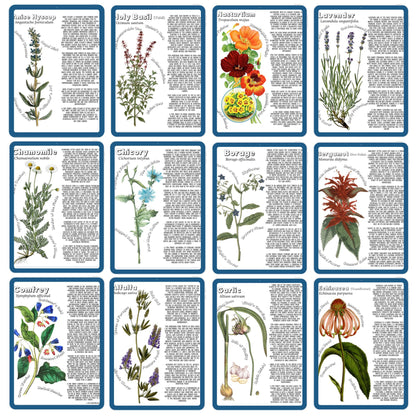 HUGE Homeschool Garden Herbs Notebooking Journal 266 Pages Homeschool Nature Botany Mini Unit Study Coloring Pages Flashcards Curriculum
