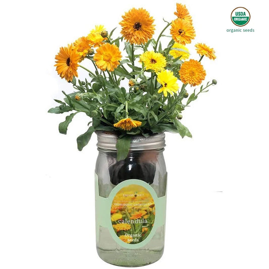 Chamomile Mason Jar Hydroponic Herb Kit with Organic Seeds, Gardening Gift